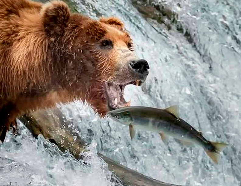 Brown bear in Alaska.