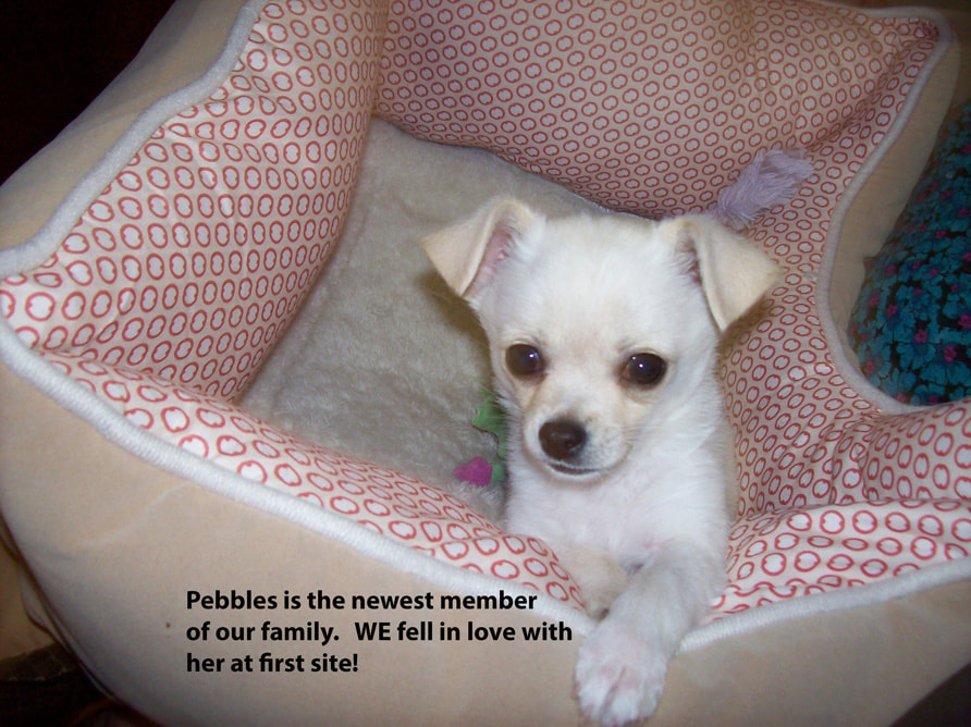 Our little Pebbles the new addition to our fur baby family.