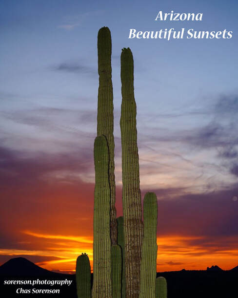 Arizona Saguaro Cactus and Sunset